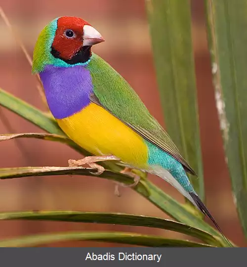 عکس سهره رنگین کمان
