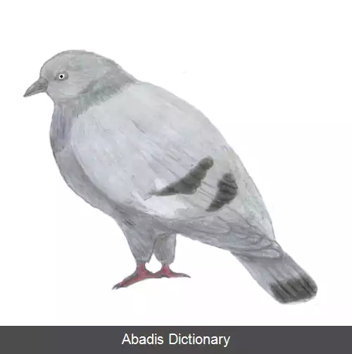 عکس کبوتر سنت هلن