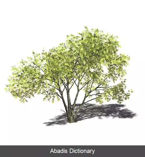 عکس سنگالیا ملیفرا