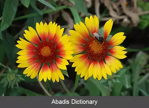 عکس رعنای زیبای معمولی