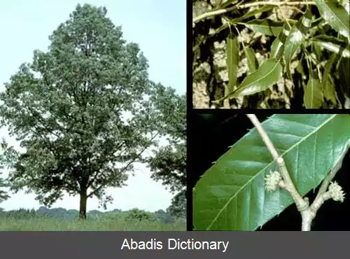 عکس بلوط برگ اره ای
