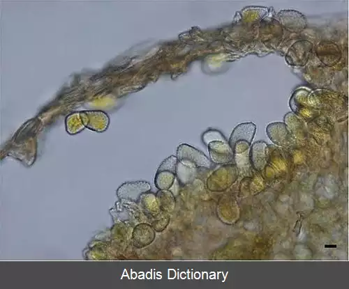 عکس زنگ اختر