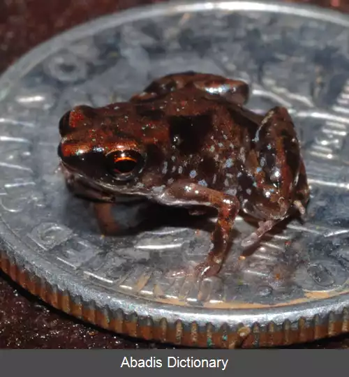 عکس ریزقورباغه آمائو