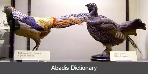 عکس دورگه پرندگان شکارشونده