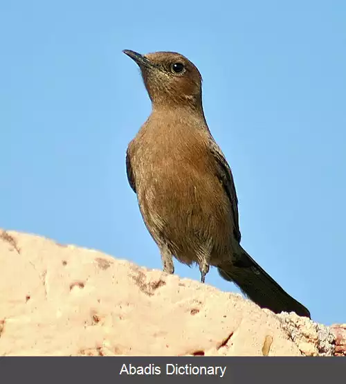 عکس چک سنگی قهوه ای