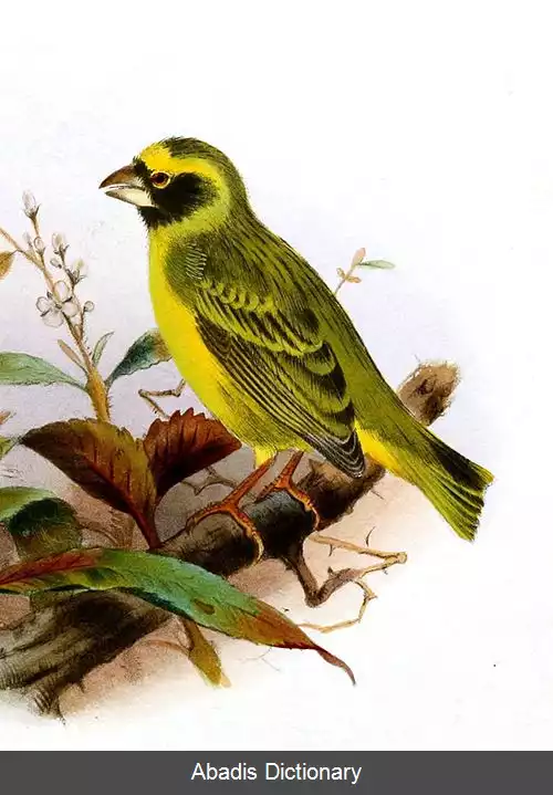 عکس قناری سیاه چهره