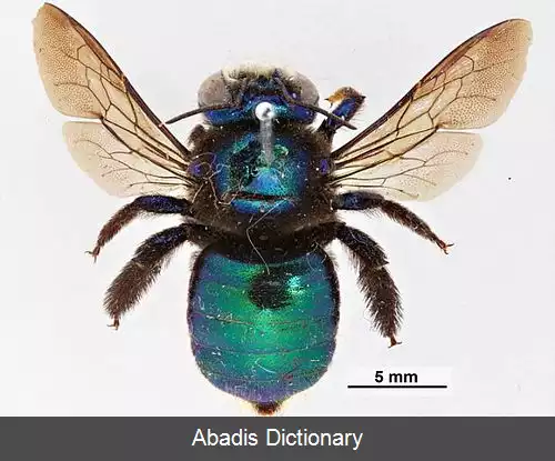 عکس زنبور درودگر طاووسی