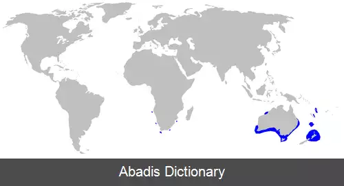 عکس سگ ماهی درازپوز