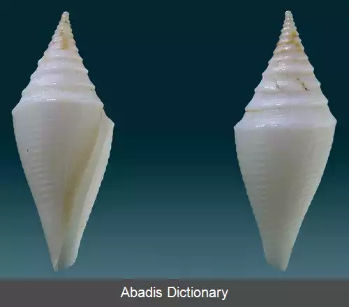 عکس قیفک بئاتریکس