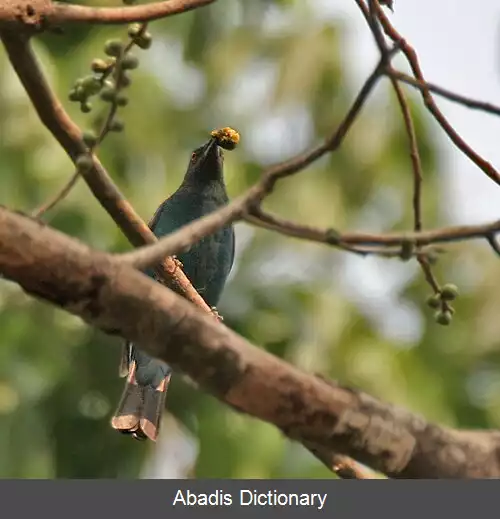 عکس پشت آبی آسیایی