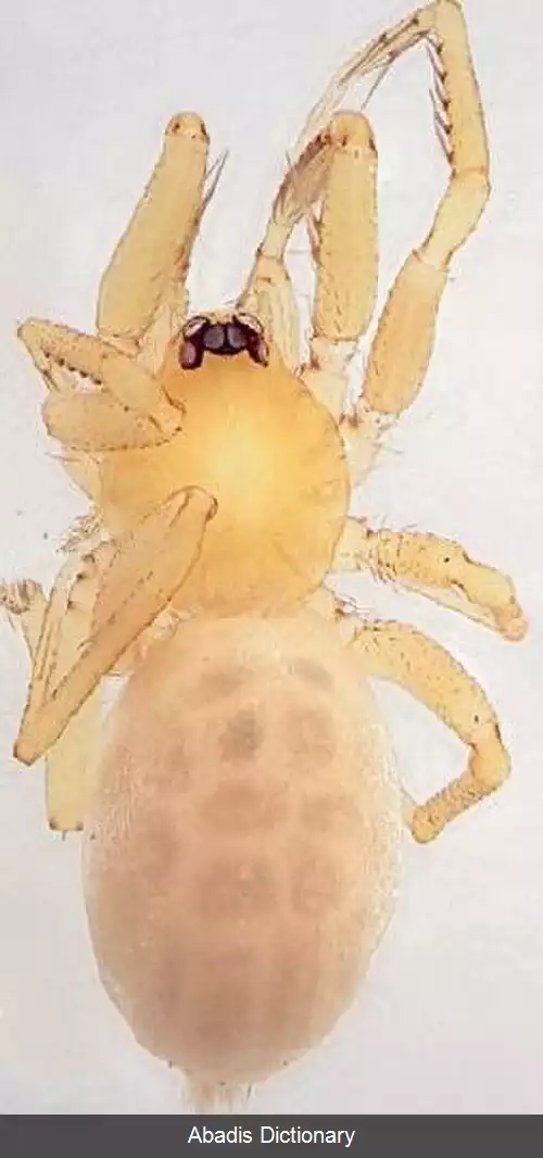 عکس عنکبوت های لولو