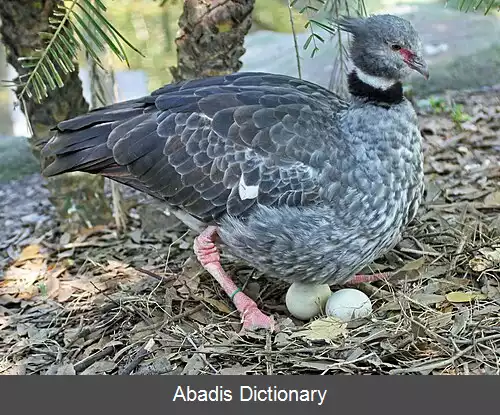 عکس فریادکش جنوبی