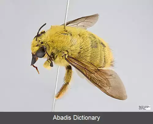 عکس زنبور درودگر کافرا