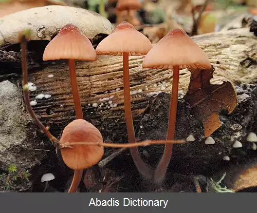 عکس کلاه پارچه ای کالیفرنیا