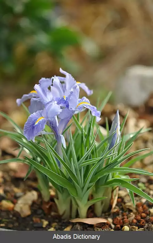 عکس زنبق صاف برگ