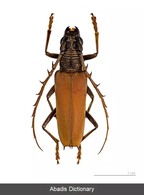 عکس سوسک کانسوبرینا