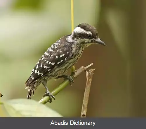 عکس دارکوب کوتوله سوندا