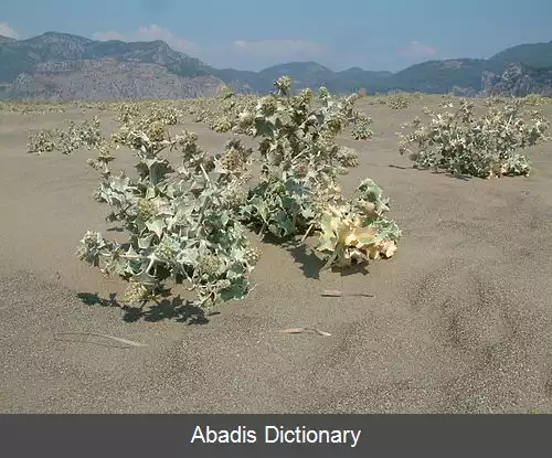 عکس راج دریایی