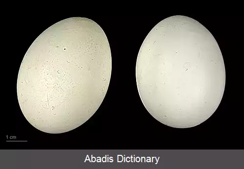 عکس اردک سوت زن گندم گون