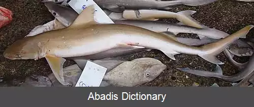 عکس کوسه راسویی داس باله