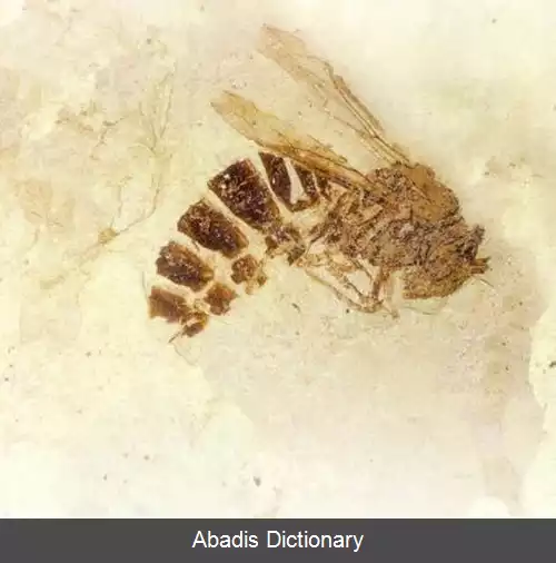 عکس دیرین زنبورها