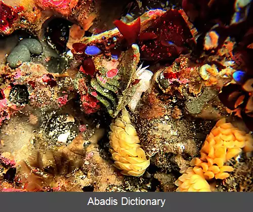 عکس استخر کشندی