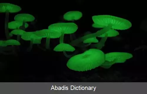 عکس کلاه پارچه ای شب تاب