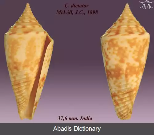 عکس قیفک خودکامه