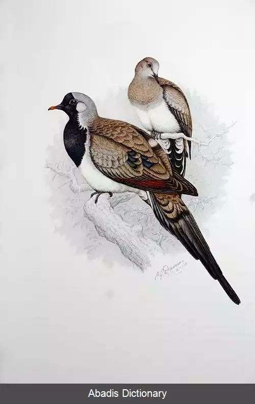 عکس قمری دم دراز
