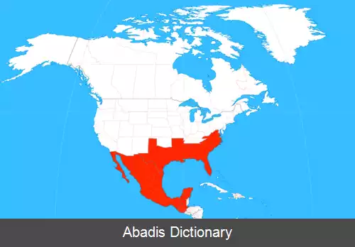 عکس زنبور درودگر جنوبی