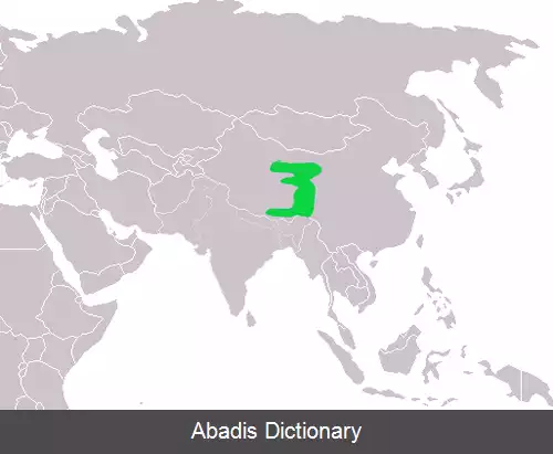 عکس چرخ ریسک سسکی کاکل دار