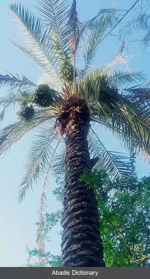عکس محمدزینا