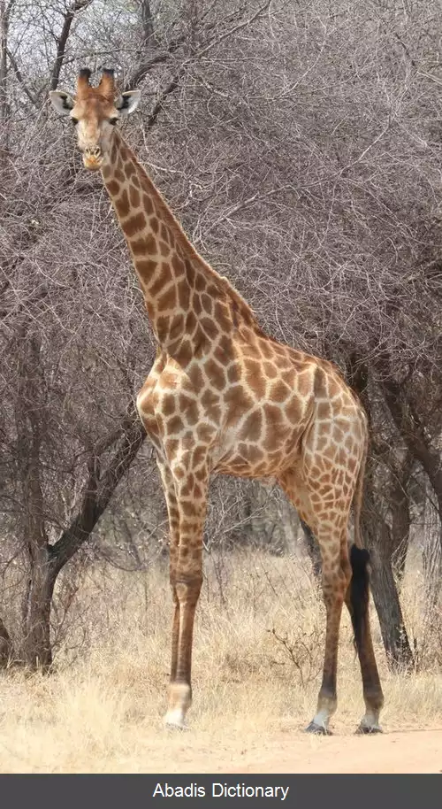 عکس زرافه جنوبی