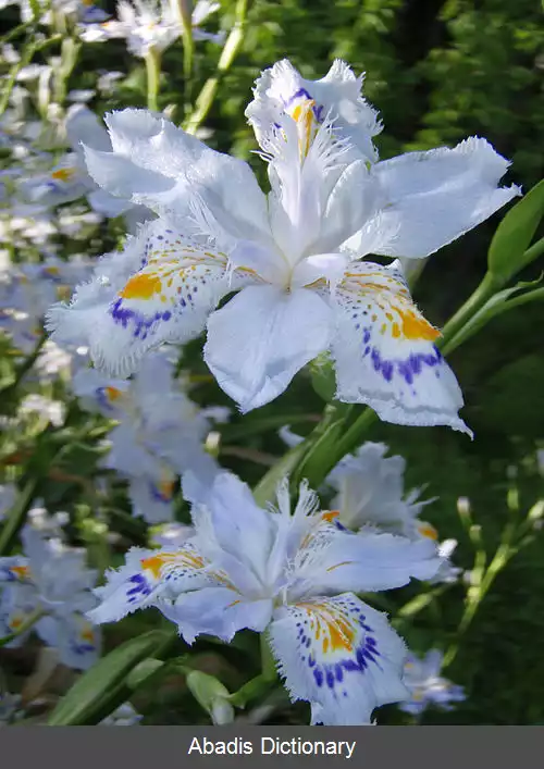 عکس زنبق ژاپنی