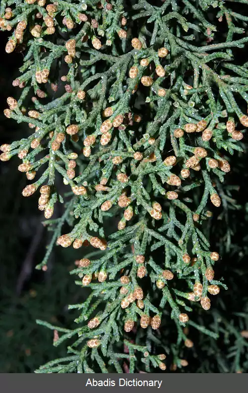 عکس سرو گلابرا