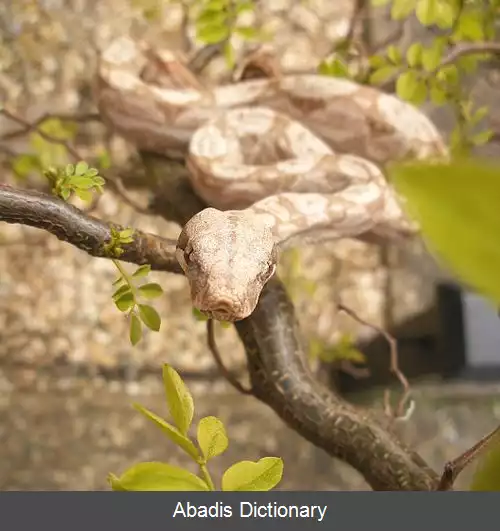 عکس بوآی امپراتور