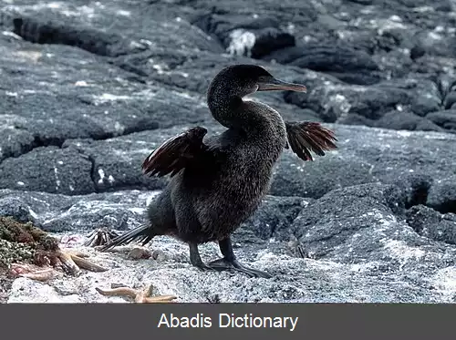 عکس فهرست پرندگان بوم زاد جزایر گالاپاگوس