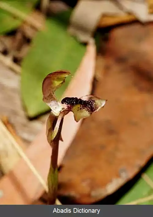 عکس ارکیده مورچه ای بال دار