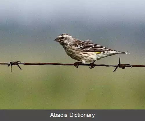 عکس قناری گلوسیاه