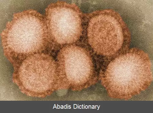 عکس ویروس آنفلوانزای نوع A زیرگروه H5N8