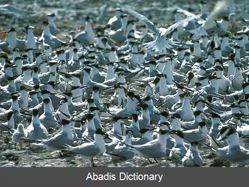 عکس کلنی پرنده