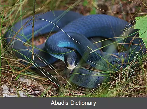 عکس قمچه مارواریان