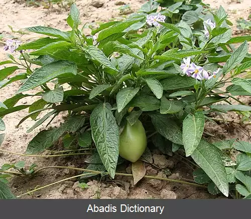 عکس سولانوم ماریکاتوم