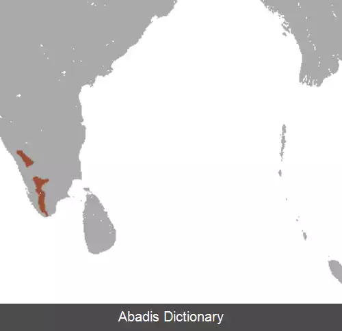 عکس دم بلند نیلگیری