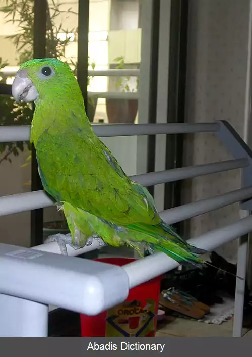 عکس دم پارویی تاج آبی