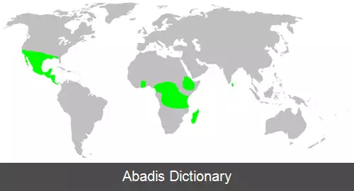 عکس عنکبوت های گرگی نما