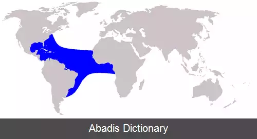 عکس دلفین فرفره پوزه کوتاه
