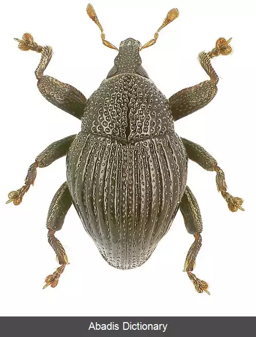عکس سوسکچه کورولو