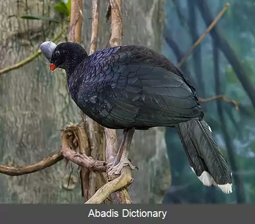 عکس کاکل فری کلاه پوش