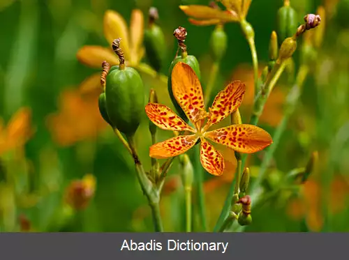 عکس زنبق پلنگی